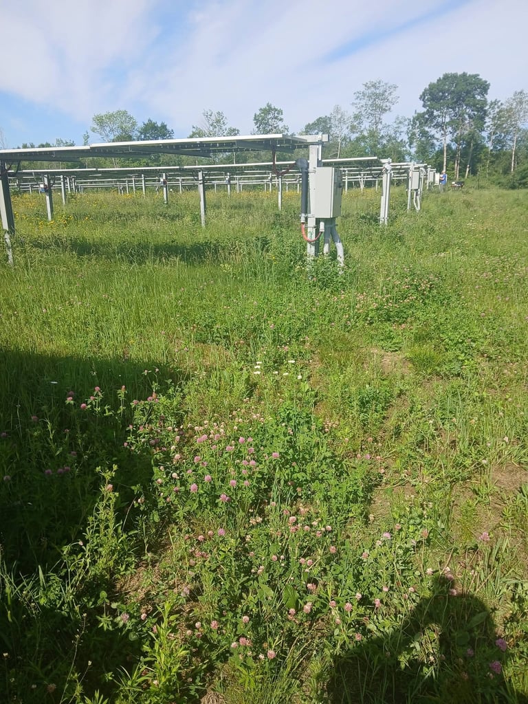 Solar panel installation at commercial Maine solar farm — array mounted on white poles with trees in background